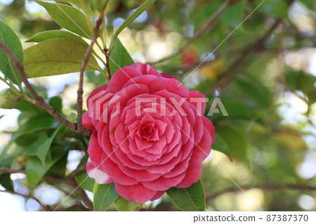 Double-flowered camellia flower 87387370