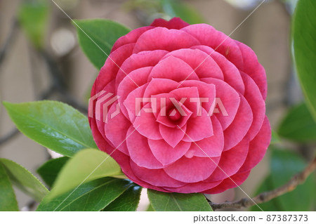 重瓣山茶花 87387373
