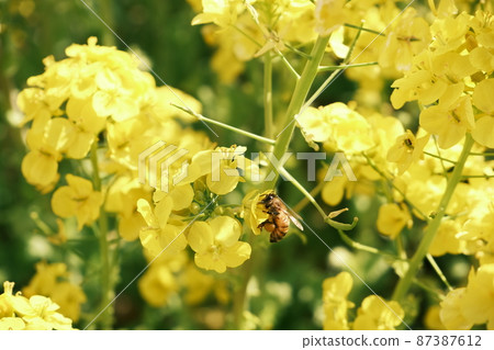 花粉糰蜂 花粉糰蜂 87387612