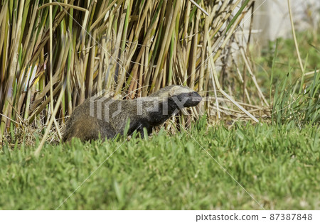 Little grison,Pampas, Patagonia, Argentina 87387848