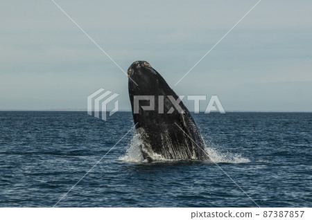 Whale jumping in Peninsula Valdes,, Patagonia, Argentina 87387857