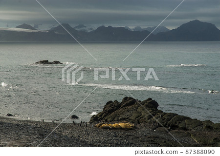 Gentoo Penguin,Hannah Point, Antartica 87388090