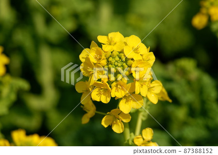Rape blossoms (Kanzaki Hanana) Rape blossoms (Kanzaki Hanana) 87388152