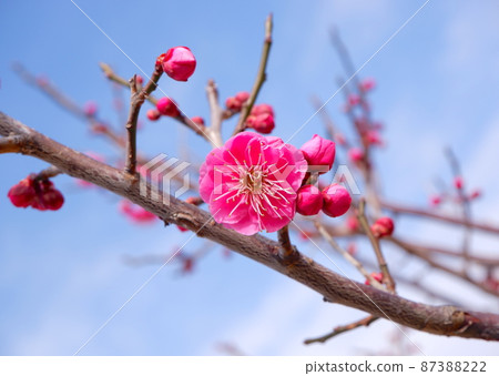 Plum blossom (Yaekankou) 87388222