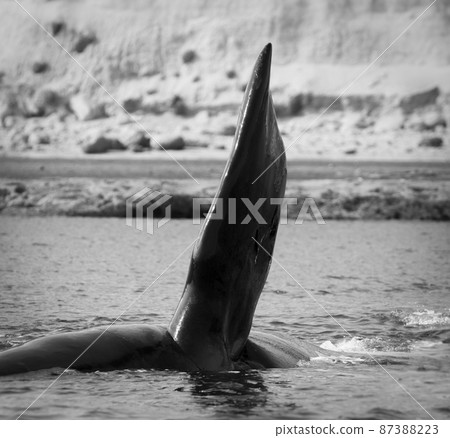 Whale pectoral fin, Peninsula Valdes,, Patagonia, Argentina 87388223
