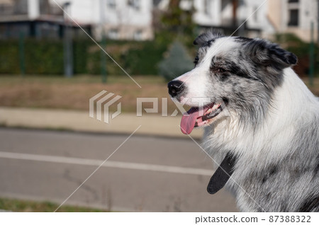 Portrait of a spotted border collie on a walk along the embankment. Portrait of a spotted border collie on a walk along the embankment. 87388322