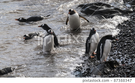 Gentoo Penguin,Hannah Point, Antartica 87388347