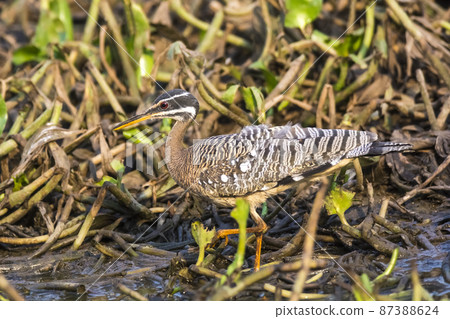 Sunbittern, in a jungle environment, Pantanal Brazil Sunbittern, in a jungle environment, Pantanal Brazil 87388624