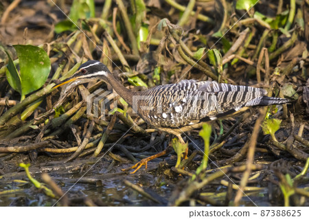 Sunbittern, in a jungle environment, Pantanal Brazil 87388625
