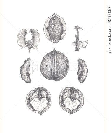 Pencil sketch of common walnut, Juglans regia botanical illustration 87388673