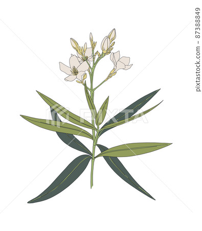 Botanical illustration of Nero's crown Botanical illustration of Nero's crown 87388849