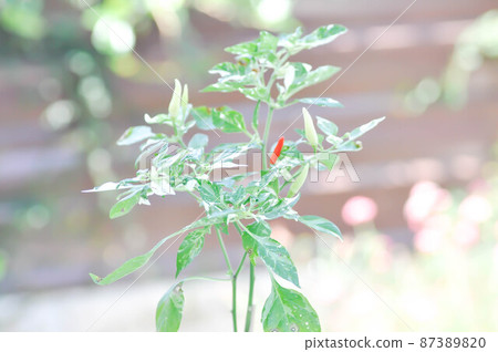 pepper plant or spotted pepper plant, Chilli Padi or Bird Eye Chili or Thai pepper or Capsicum frutescens Linn or Solanaceae pepper plant or spotted pepper plant, Chilli Padi or Bird Eye Chili or Thai pepper or Capsicum frutescens Linn or Solanaceae 87389820