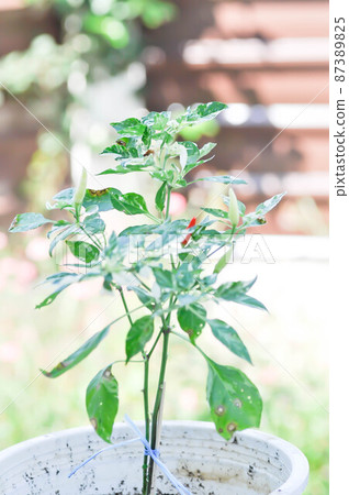 pepper plant or spotted pepper plant, Chilli Padi or Bird Eye Chili or Thai pepper or  Capsicum frutescens Linn or Solanaceae 87389825