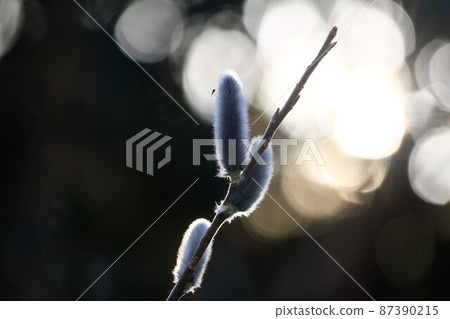 褪色柳沐浴在落日與圓形散景背景 褪色柳沐浴在落日與圓形散景背景 87390215