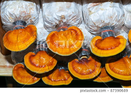 Mushroom cultivation 87390689
