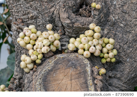 Ficus racemosa fruits grow on tree trunk. ( cluster fig, red river fig or gular ) Ficus racemosa fruits grow on tree trunk. ( cluster fig, red river fig or gular ) 87390690