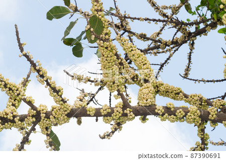 Ficus racemosa fruits grow on tree trunk. ( cluster fig, red river fig or gular ) Ficus racemosa fruits grow on tree trunk. ( cluster fig, red river fig or gular ) 87390691