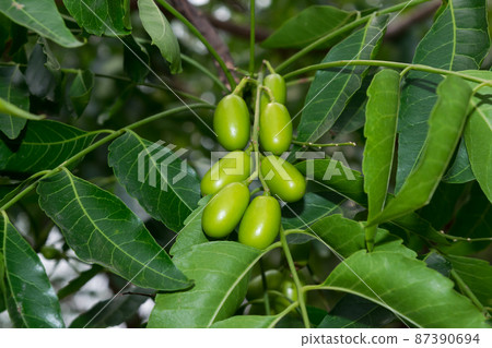 Fresh Neem fruit on tree with leaf on nature background. Azadirachta indica,neem, nimtree or Indian lilac. 87390694