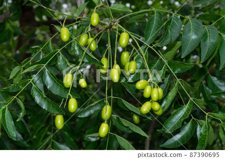Fresh Neem fruit on tree with leaf on nature background. Azadirachta indica,neem, nimtree or Indian lilac. 87390695