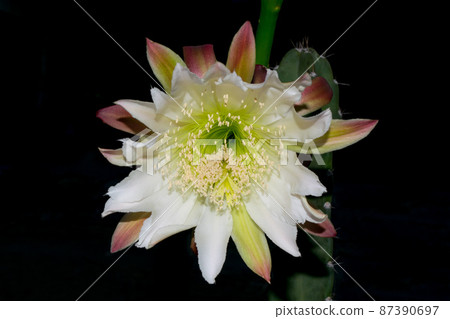 Cactus flower blossom, Cereus Jamacaru cactus or Mandacaru flower blooming at dusk and wither by the morning and each flower lasts only for a night. 87390697