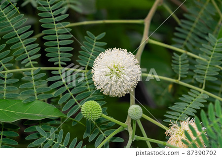 Leucaena leucocepphala or Acacia flower on branch. Leucaena leucocepphala or Acacia flower on branch. 87390702