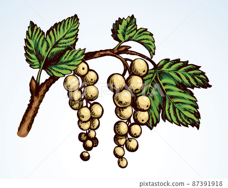 Currants on branch. Vector drawing-插圖素材 [87391918] - PIXTA圖庫