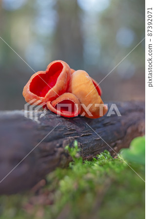 Sarcoscypha austriaca - a saprobic rare nonedible fungus known as the scarlet elfcup. Beige mushroom cups scarlet inside growing on a fallen tree branch between rotten leaves. Early spring in woods. Sarcoscypha austriaca - a saprobic rare nonedible fungus known as the scarlet elfcup. Beige mushroom cups scarlet inside growing on a fallen tree branch between rotten leaves. Early spring in woods. 87392071