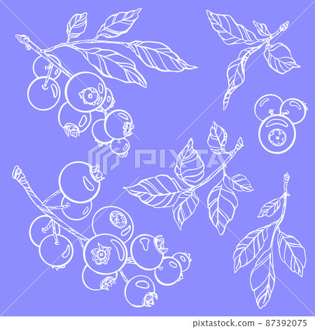 Outline berries. Vector illustration. Isolated branches and leaves Outline berries. Vector illustration. Isolated branches and leaves 87392075