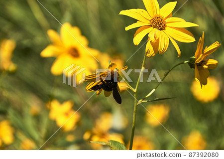 Large bee pollinating on a yellow daisy . Large bee pollinating on a yellow daisy . 87392080