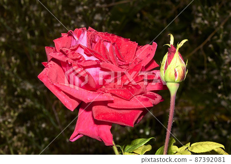 Large red rose with raindrops, together with flower buds Large red rose with raindrops, together with flower buds 87392081