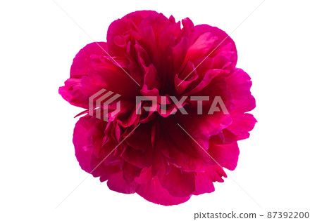 peony flower isolated peony flower isolated 87392200