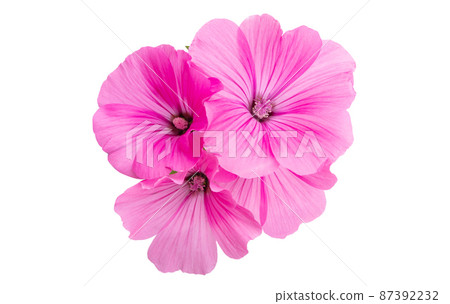 pink mallow isolated 87392232