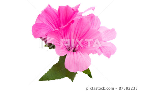 pink mallow isolated pink mallow isolated 87392233