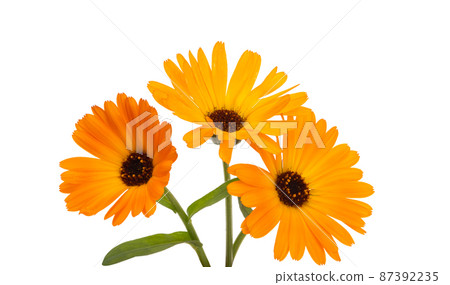 marigold flowers isolated marigold flowers isolated 87392235