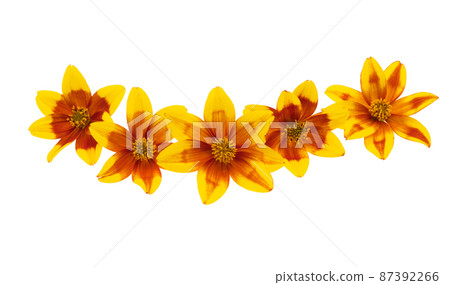 Bidens  isolated 87392266