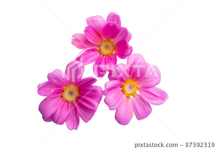 tansy pink isolated 87392319