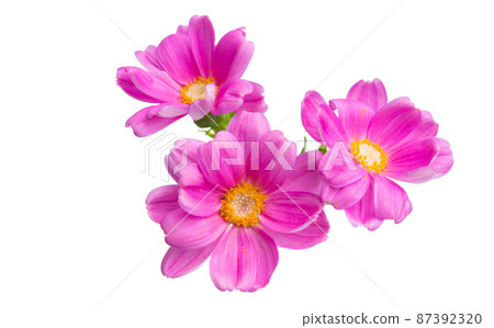 tansy pink isolated 87392320