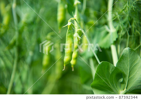 green peas growing in the garden green peas growing in the garden 87392344