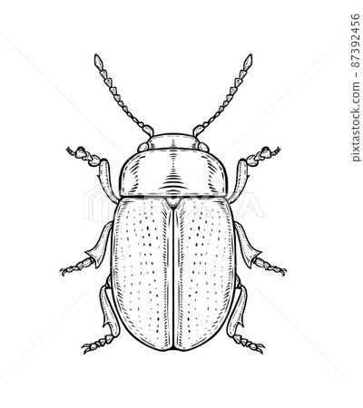 Bug. Vector illustration in graphic style isolated on white background. 87392456