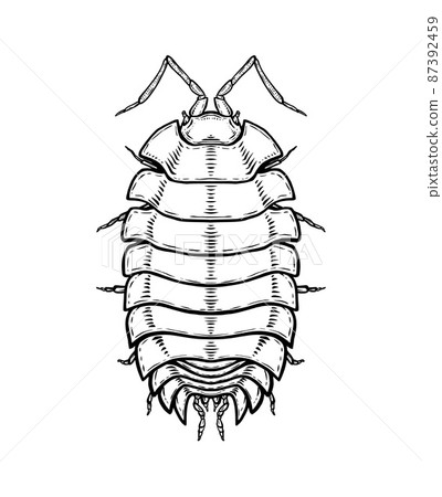 Woodlouse. Vector illustration in cartoon style on a white background. Woodlouse. Vector illustration in cartoon style on a white background. 87392459