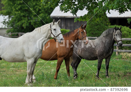 A White Horse, Brown Horse, and Gray Appaloosa Horse Standing Side by Side in a Pasture 87392696