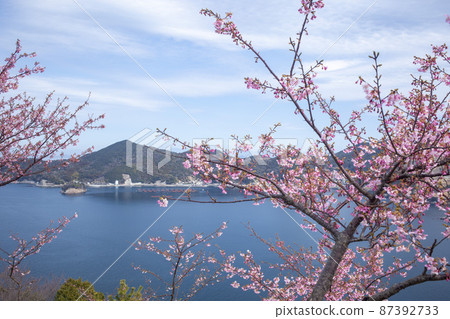Youra Peninsula and Kawazu Sakura 87392733