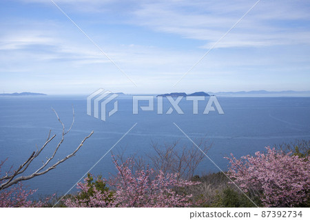 四浦半島和河津櫻 87392734