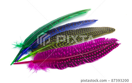 colored pheasant feathers isolated colored pheasant feathers isolated 87393200