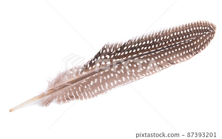 colored pheasant feathers isolated 87393201