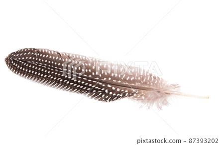 colored pheasant feathers isolated colored pheasant feathers isolated 87393202