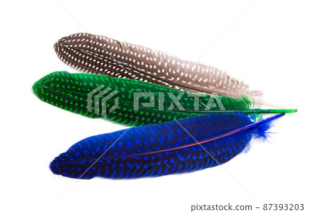 colored pheasant feathers isolated colored pheasant feathers isolated 87393203