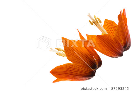 hazel grouse flower isolated hazel grouse flower isolated 87393245