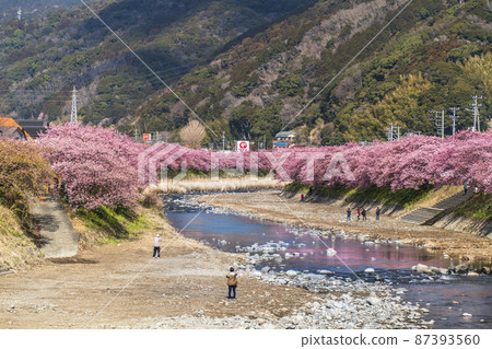 櫻花名胜河津川上的一排櫻花樹【靜岡縣加茂區河津町】 87393560