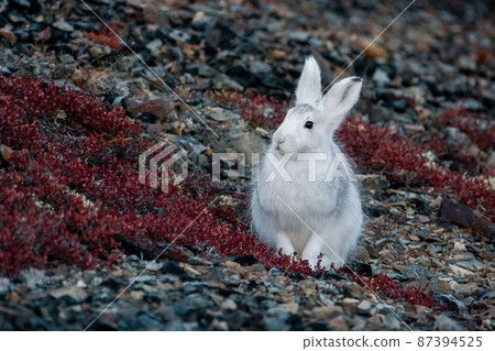 Mountain hare (Lepus timidus). A white hare sits on a mountainside. 87394525